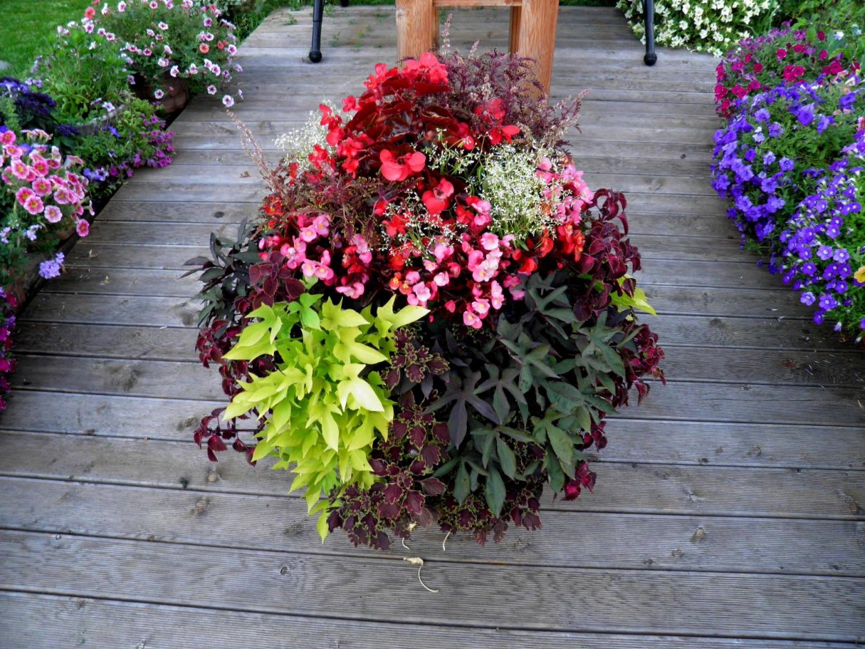 Колеус и цинерария