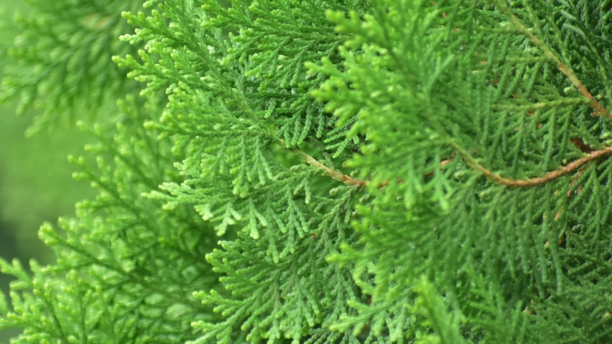 Сосна Веймутова хвоя