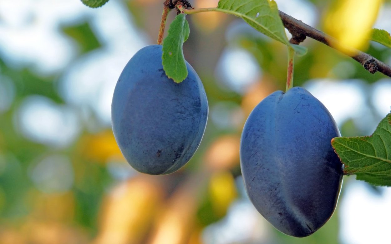 Плод сливы