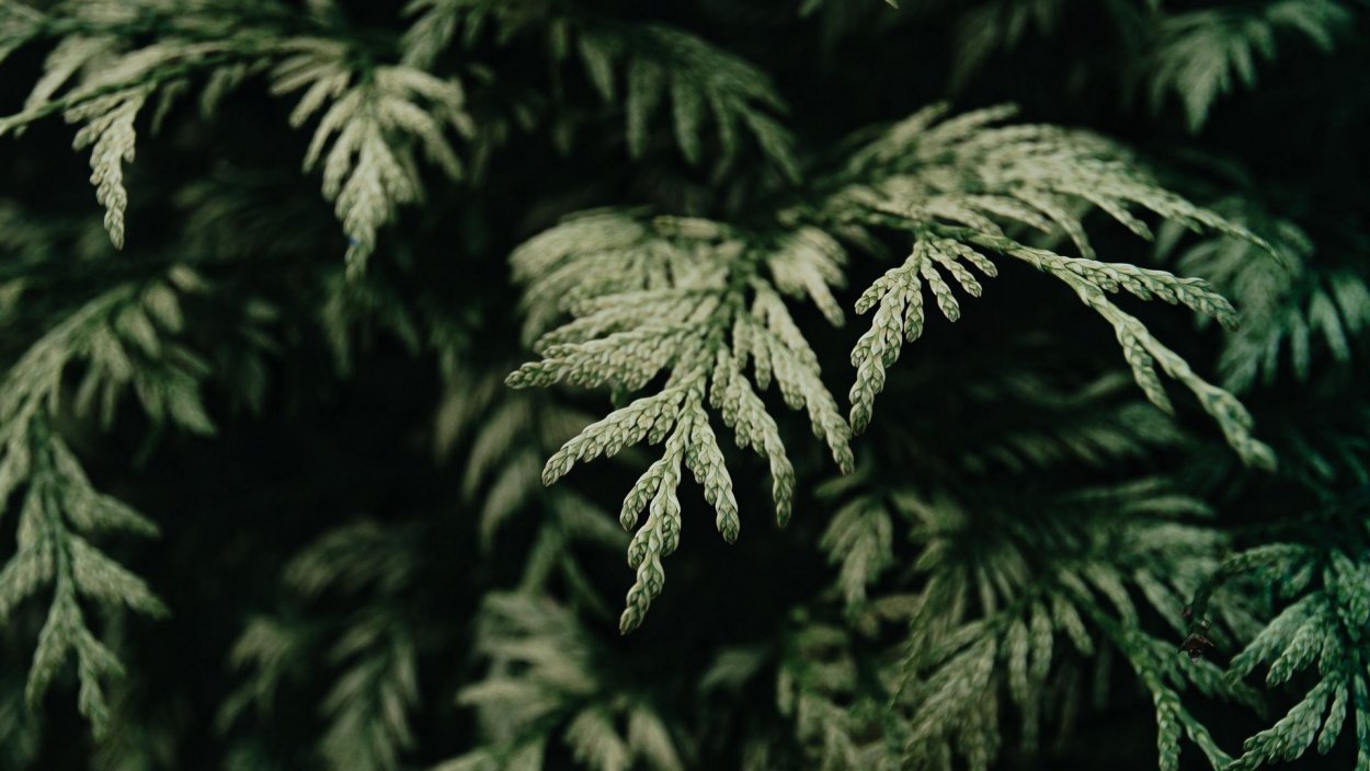 Туя Западная хвоя