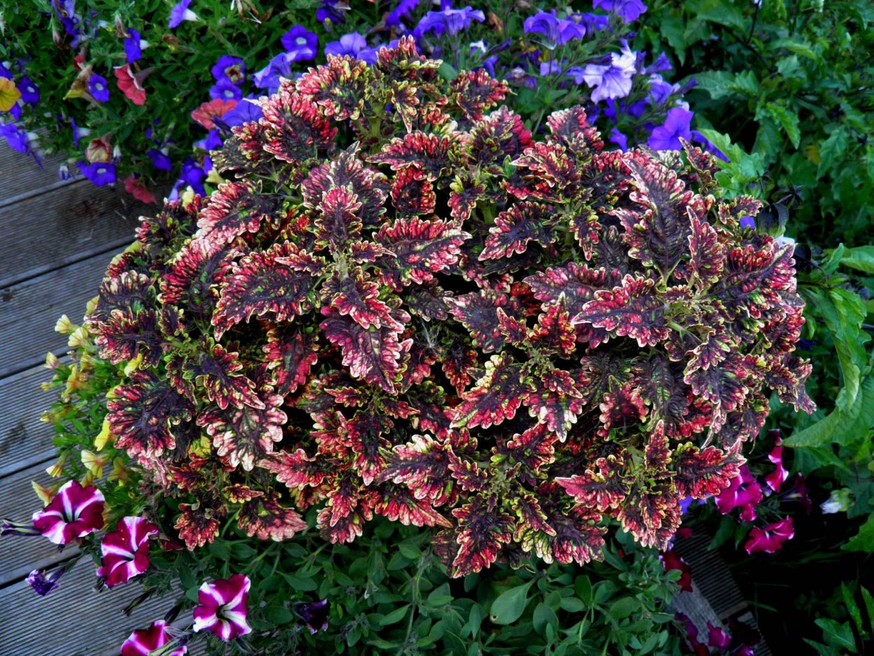 Ипомея батат ампельная