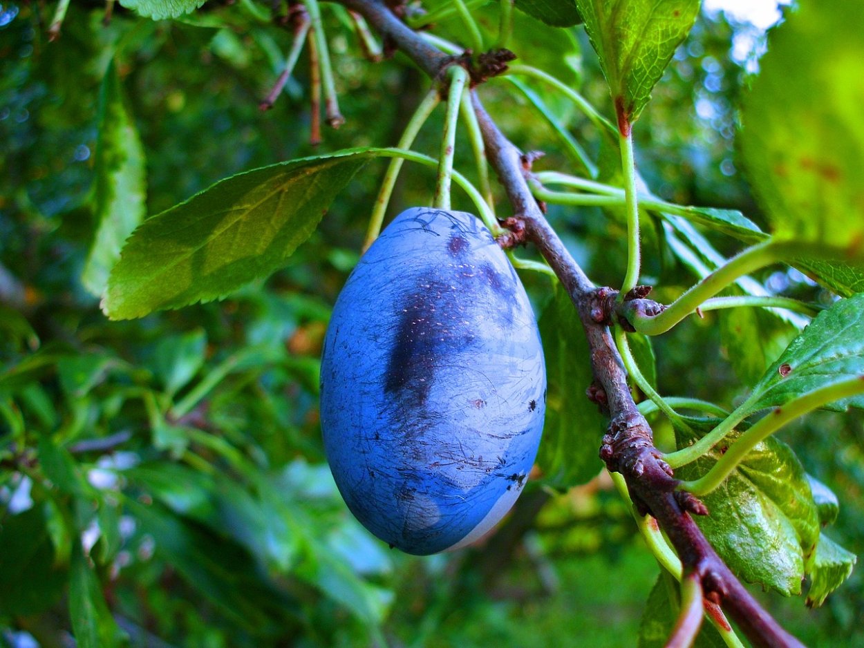 Дерево с синим соком