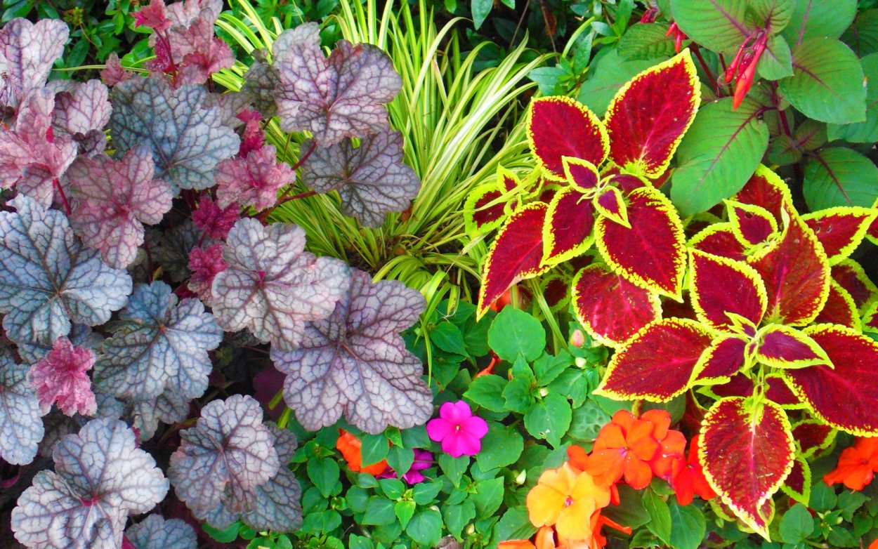 Гейхера в приствольном круге