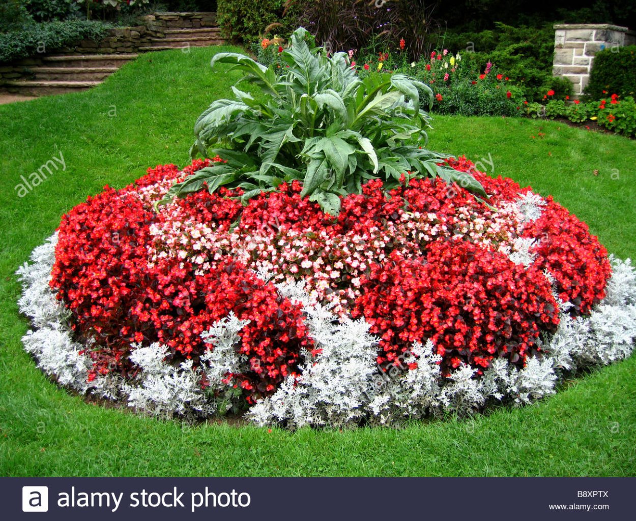 Рабатка Тунберга