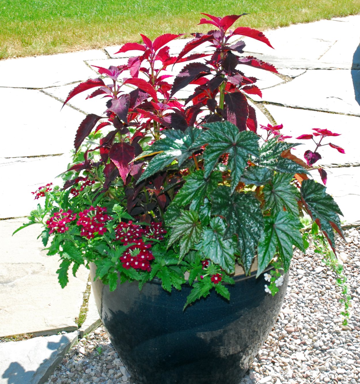 Колеусы и бальзамины