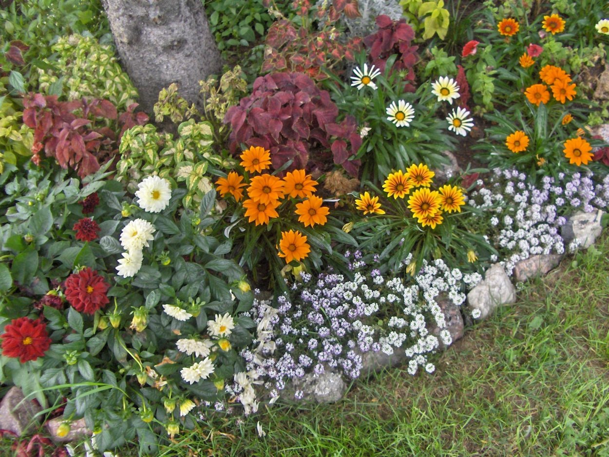 Бордюрные георгины рабаткуа