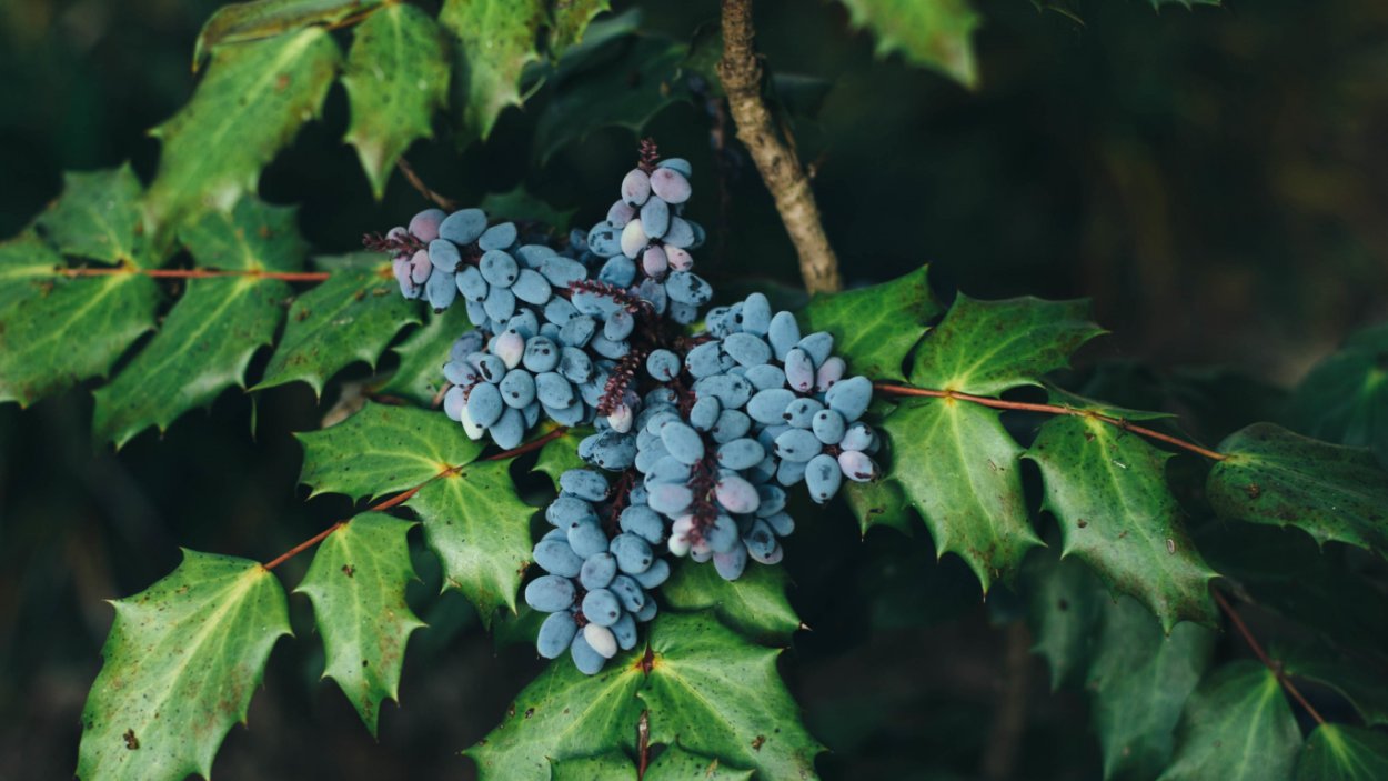 Инжир фиолетовый ремонтантный черный Крымский