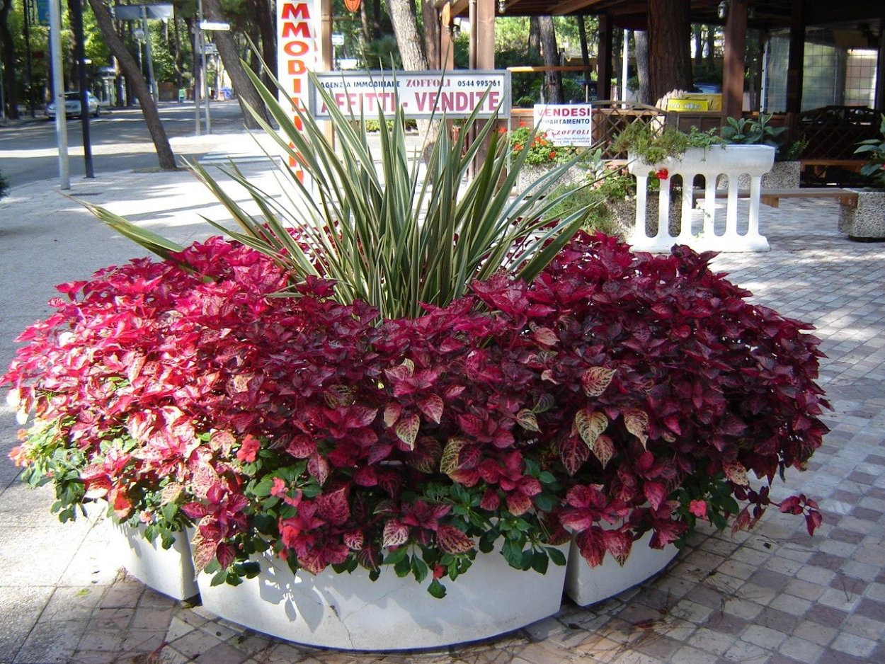 Колеус Roaring Fire