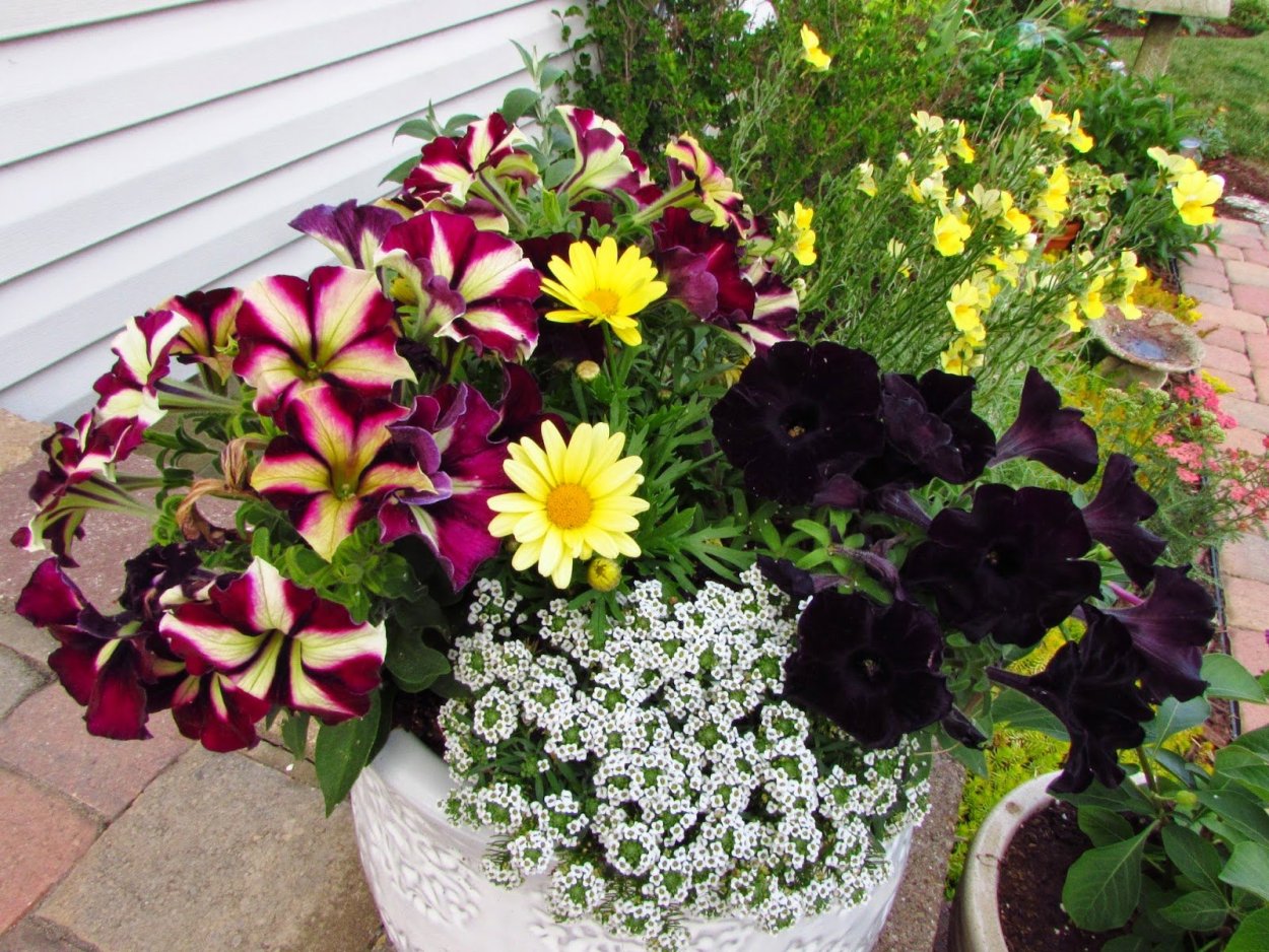 Бегония вечноцветущая и колеус