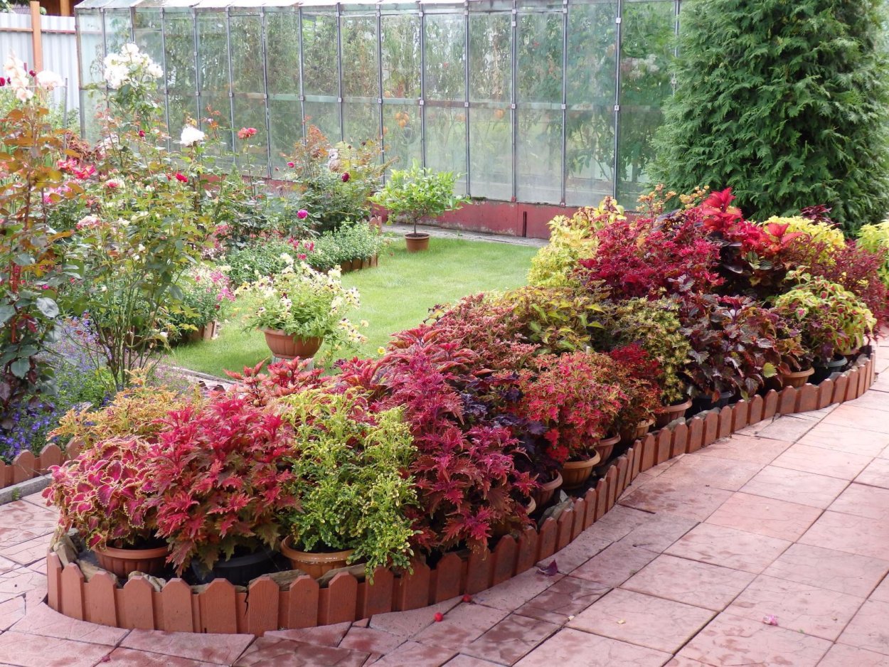 Колеус Red Croton II