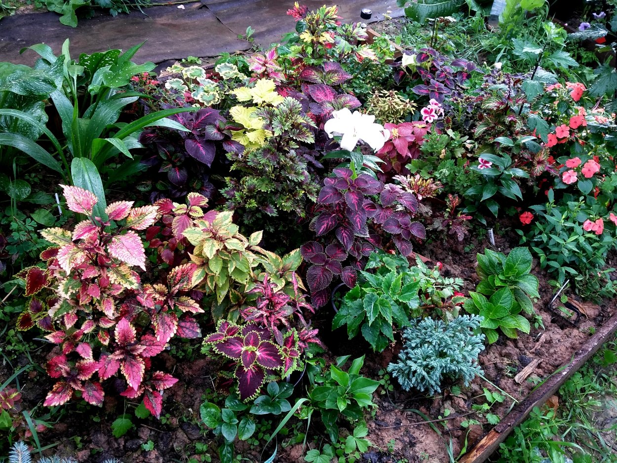 Георгин клумба миксбордер