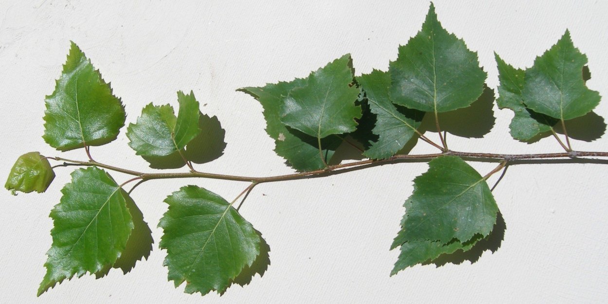 Листьев берёзы бородавчатой