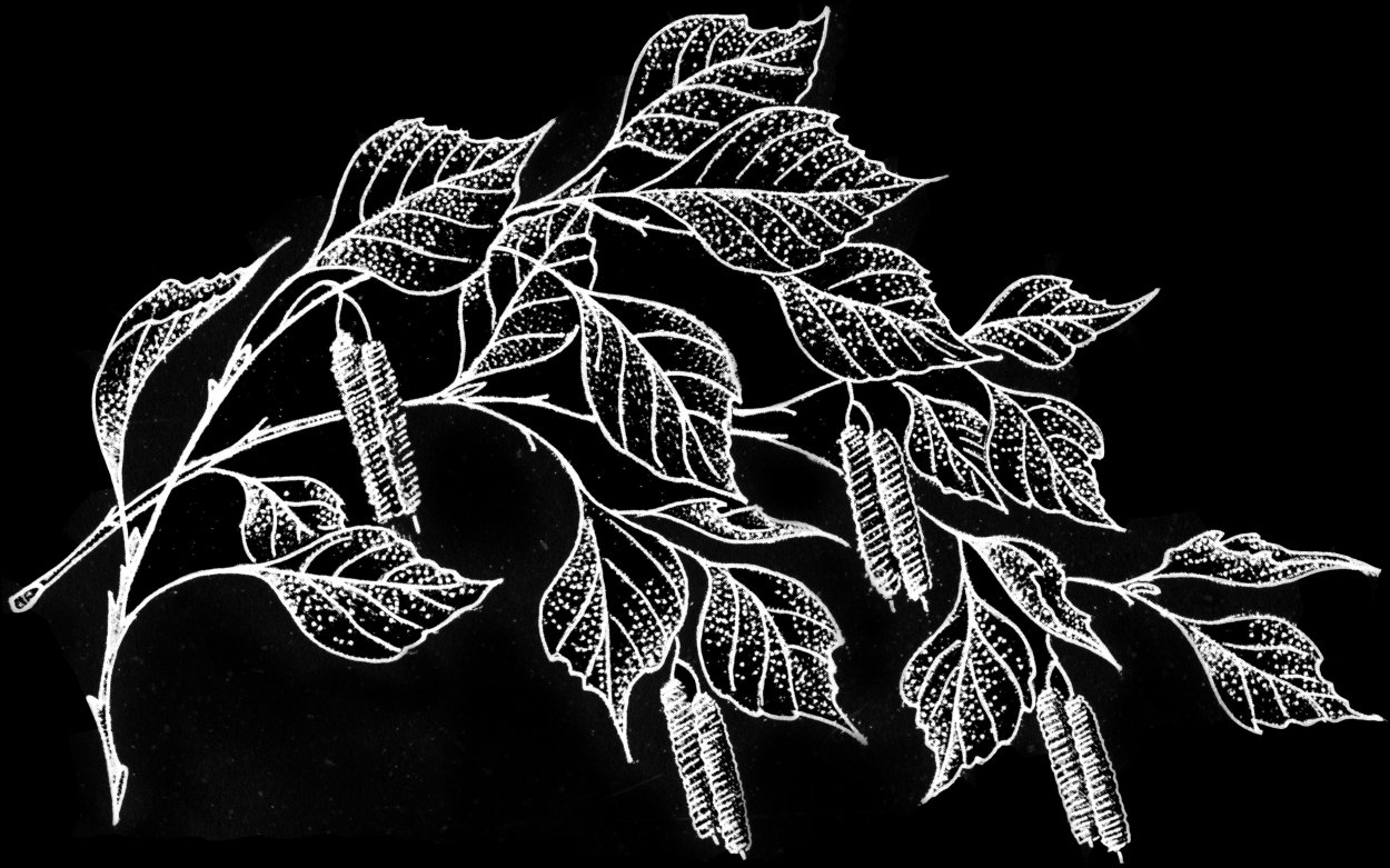 Ветки береза