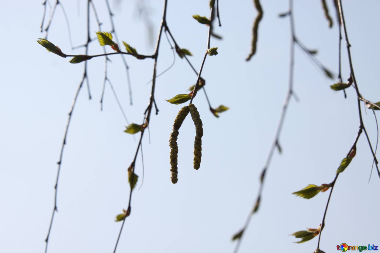 Ветка березы с почками