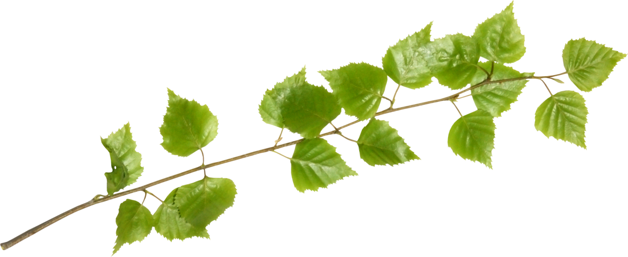 Веточка березы