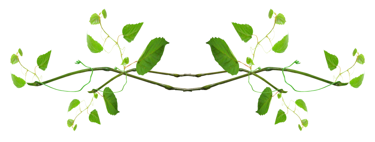 Зеленая длинная ветка