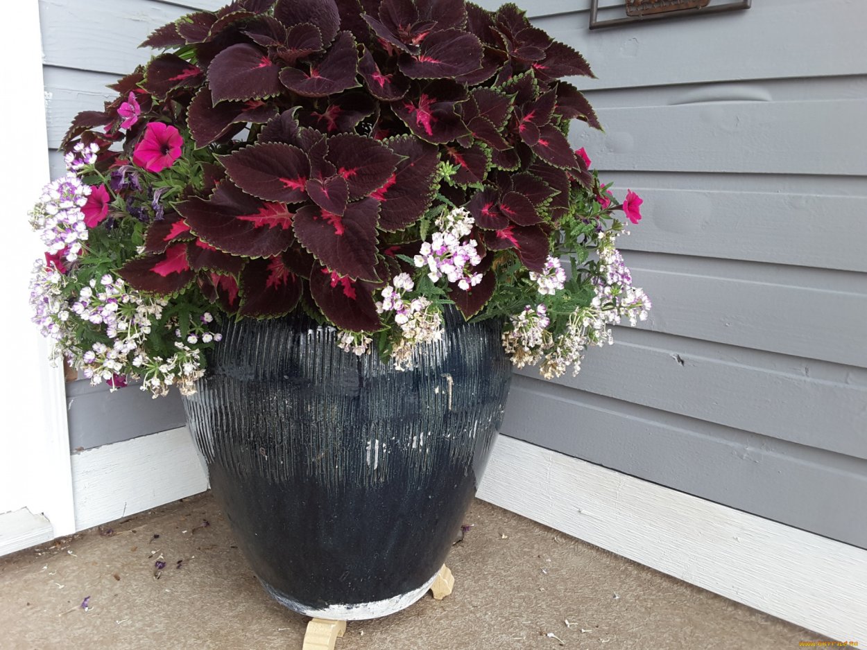 Эшшольция агератум рабатка