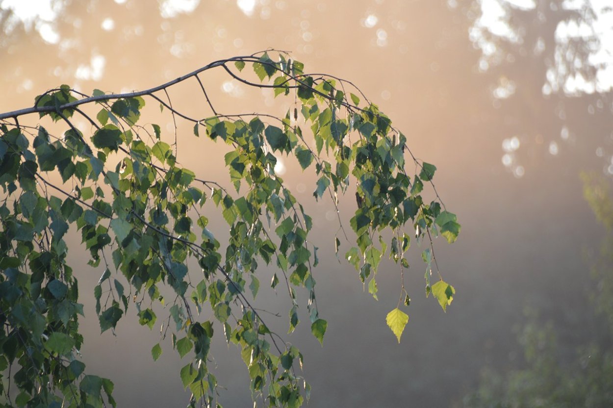 Ветки береза
