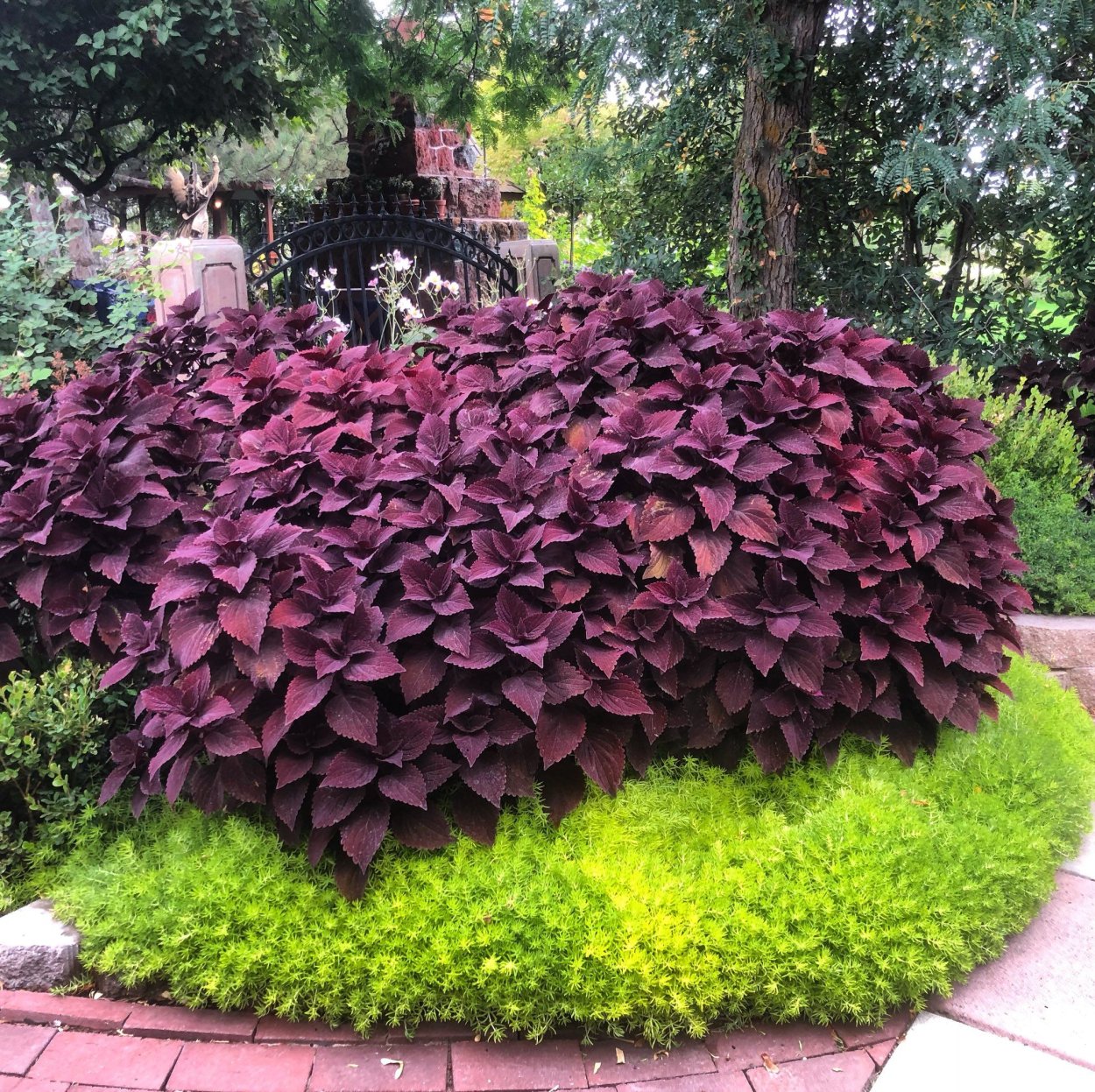 Ипомея батат ампельная