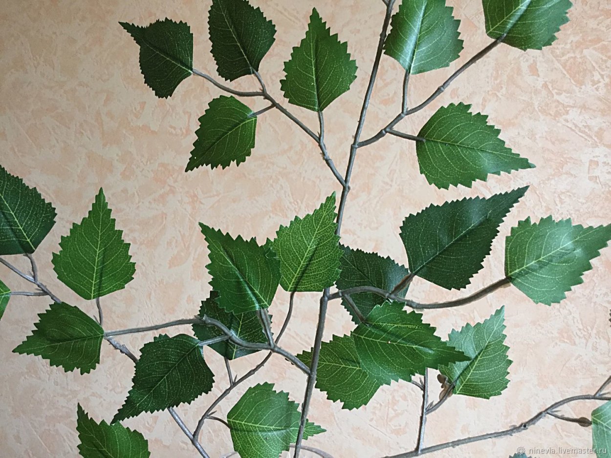 Декоративные ветки березы