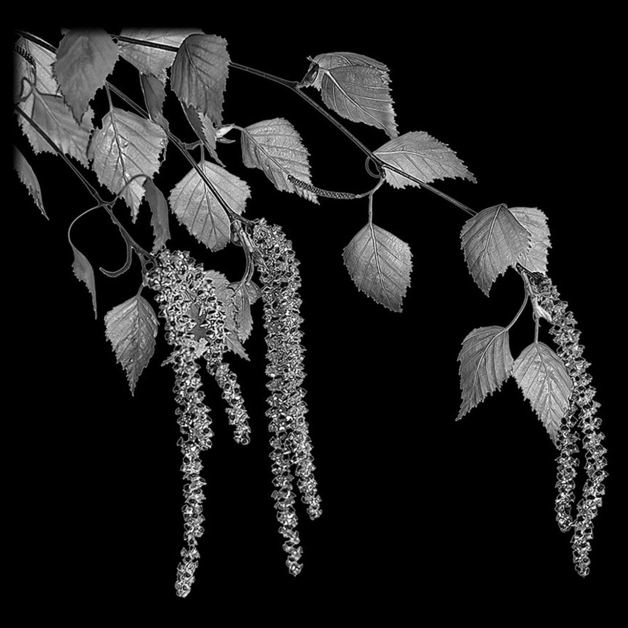 Берёза на памятник гравировка