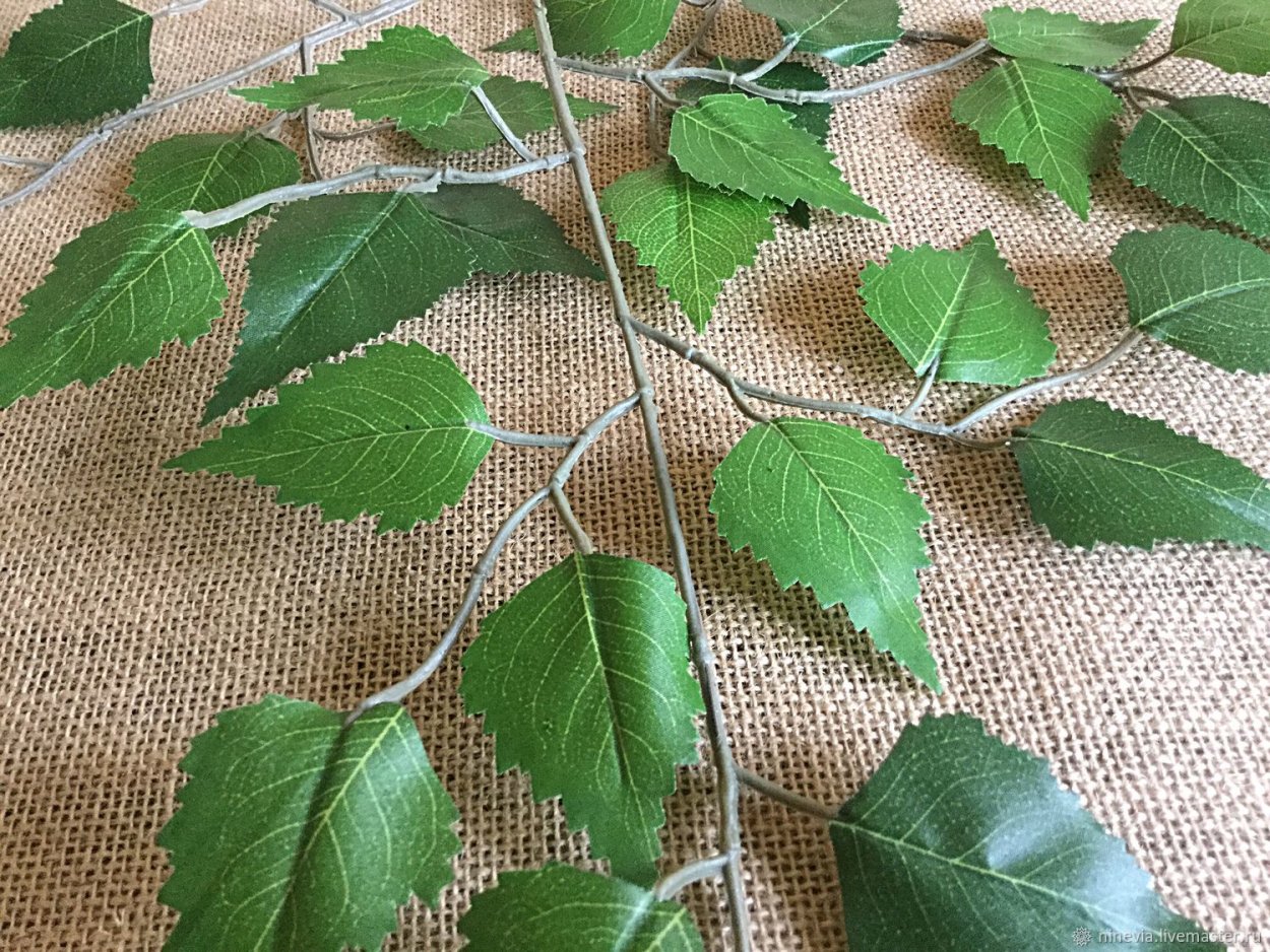 Березовая веточка