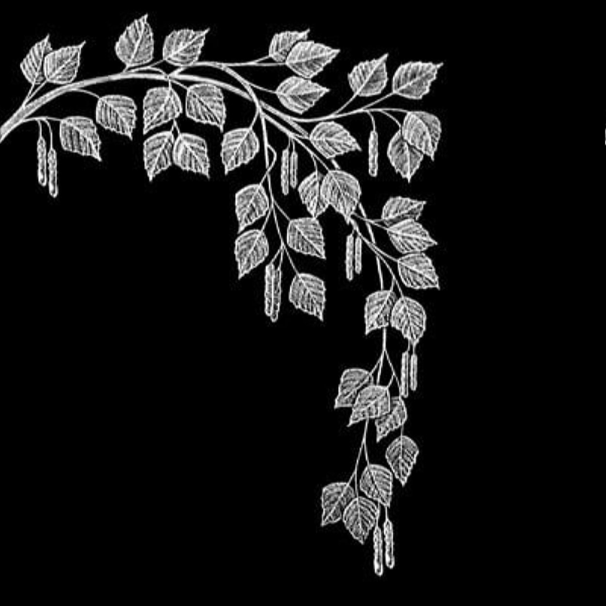 Ветка берёзы для гравировки на памятник