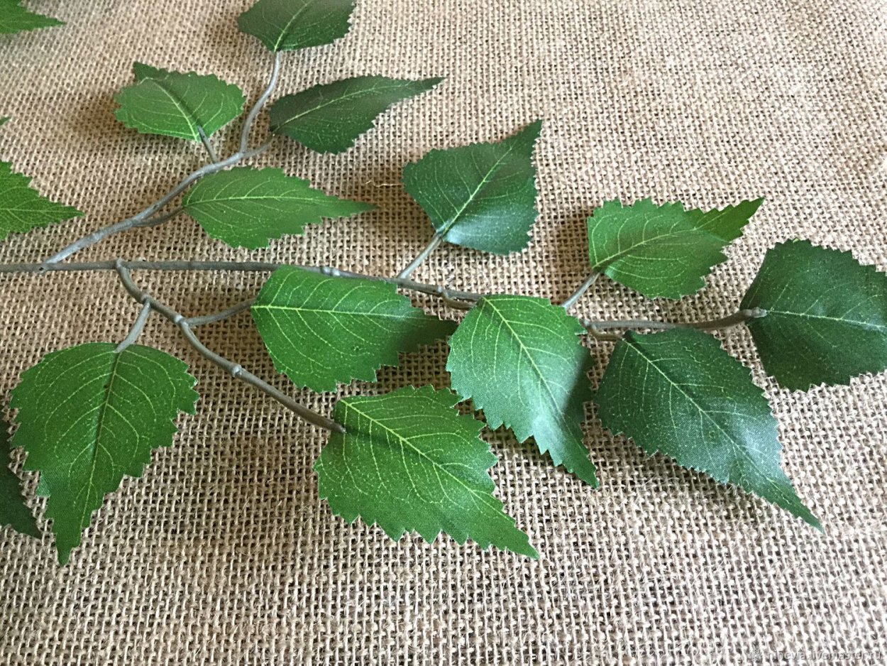 Веточка березы