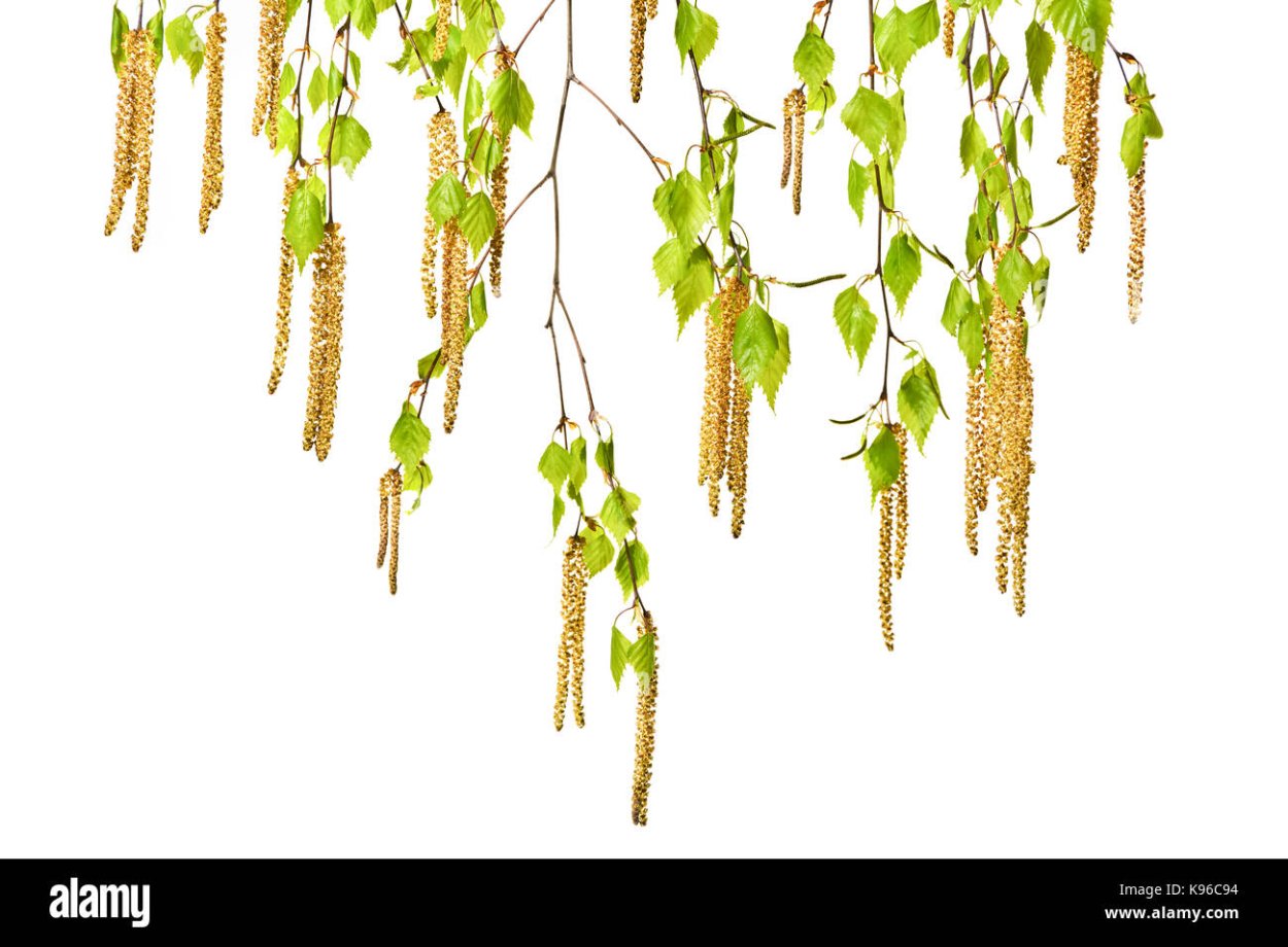 Ветка березы на белом фоне