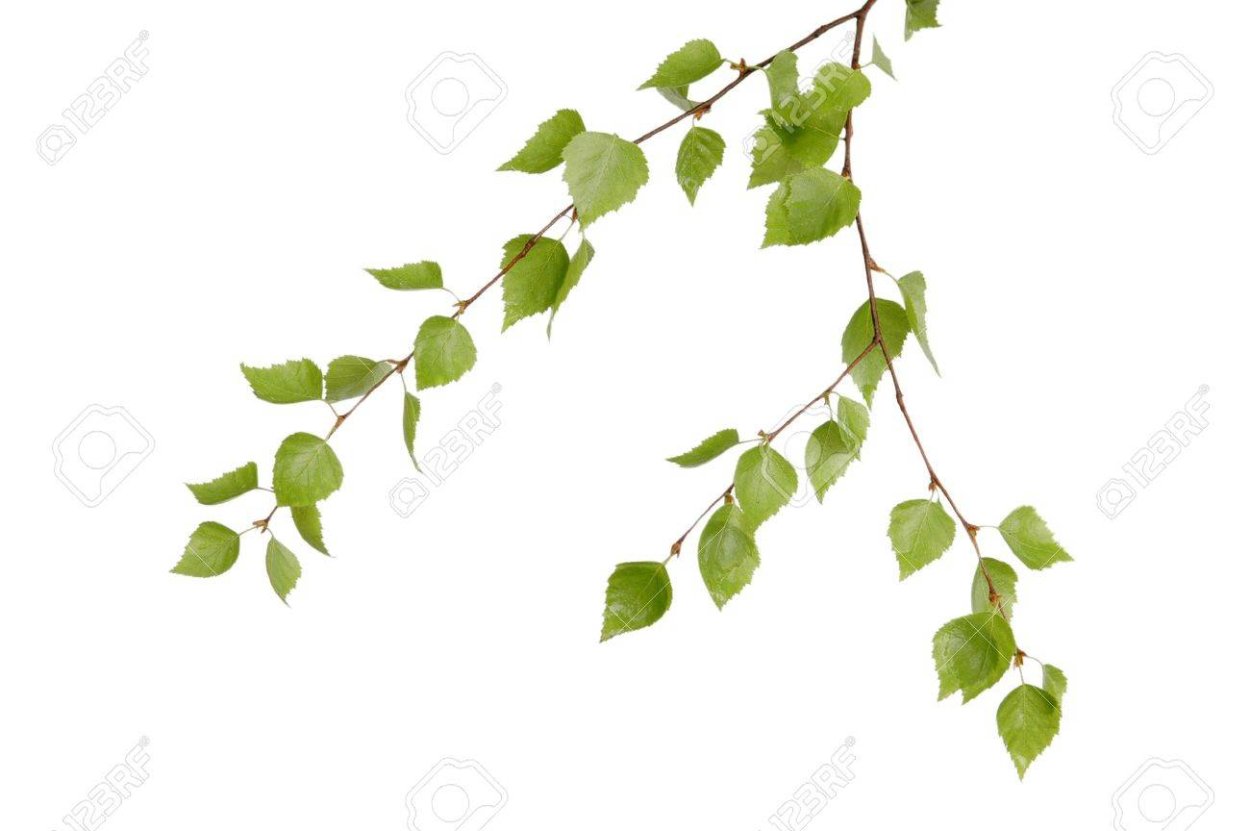 Ветви березы рисунок