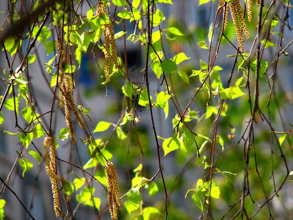 Берёза повислая весной
