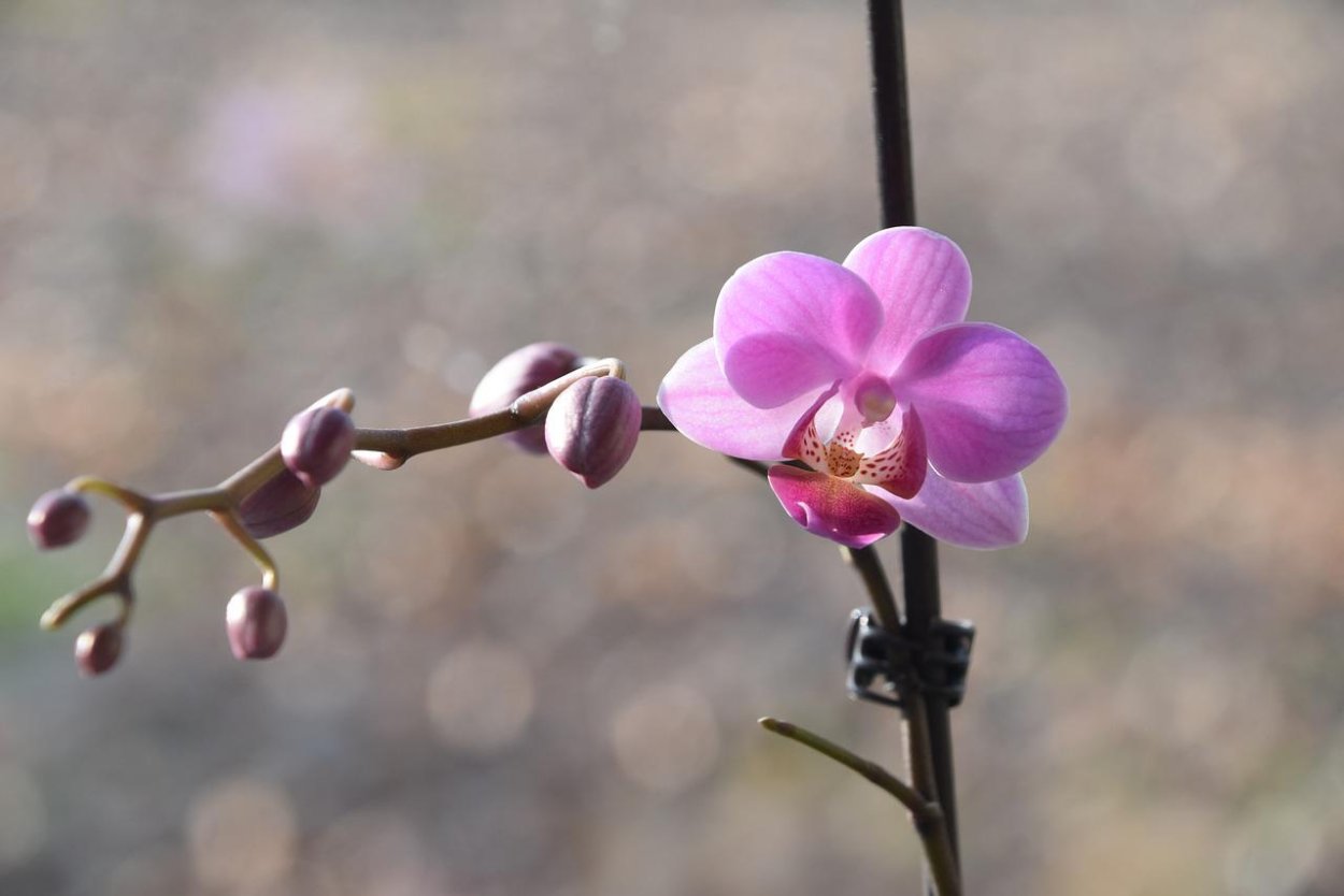 Розовая Орхидея фаленопсис бутоны