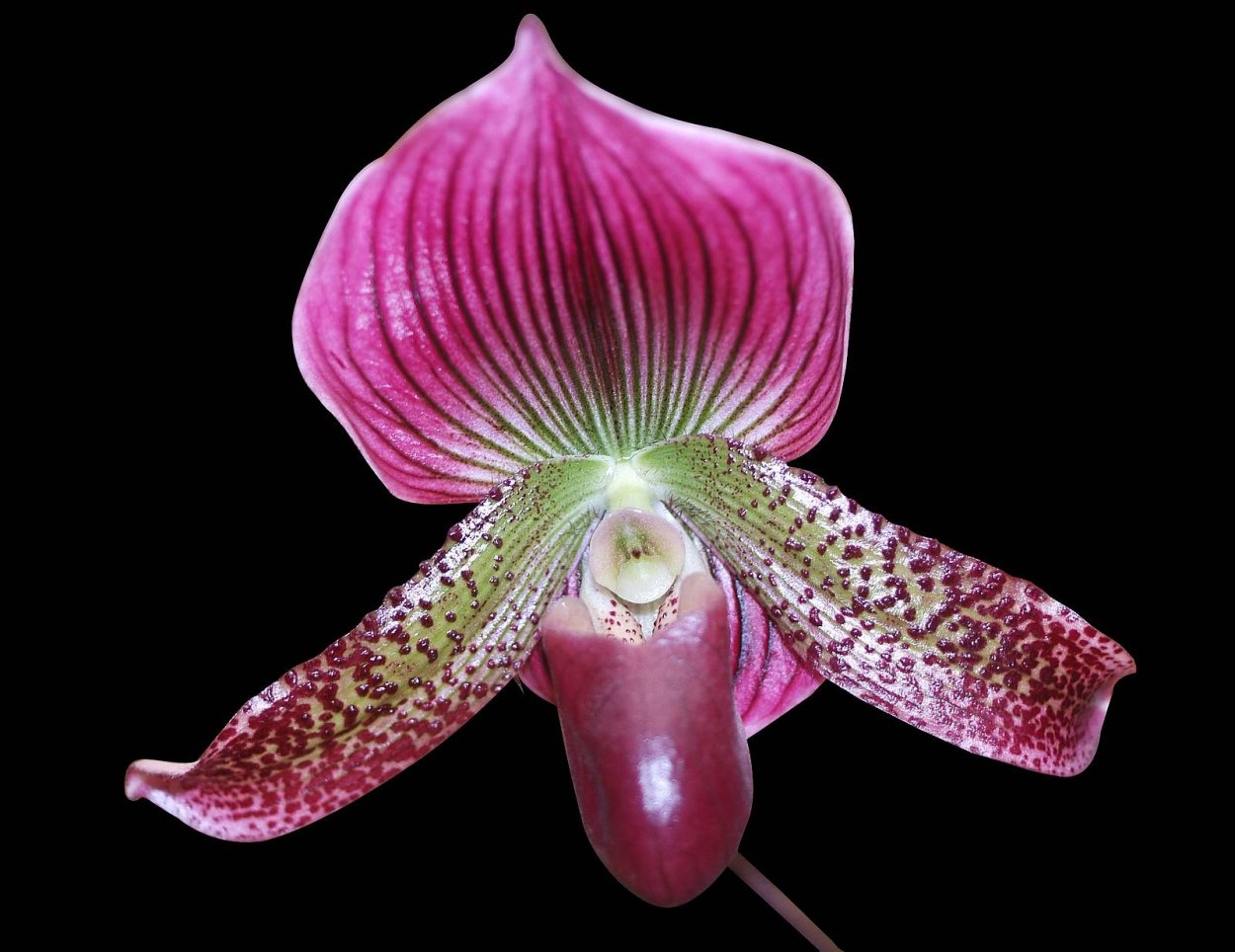 Орхидея Paphiopedilum