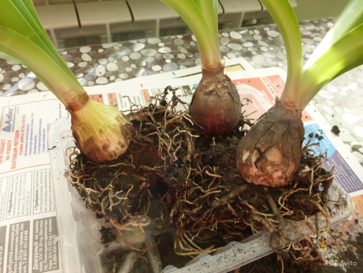 Орхидея Изабель фаленопсис