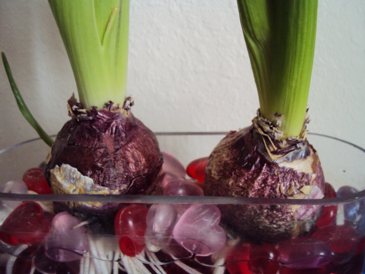 Калипсо (растение)