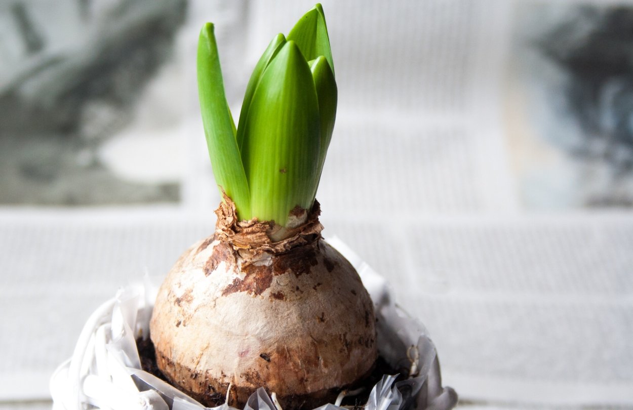 Цветок луковица гиацинта