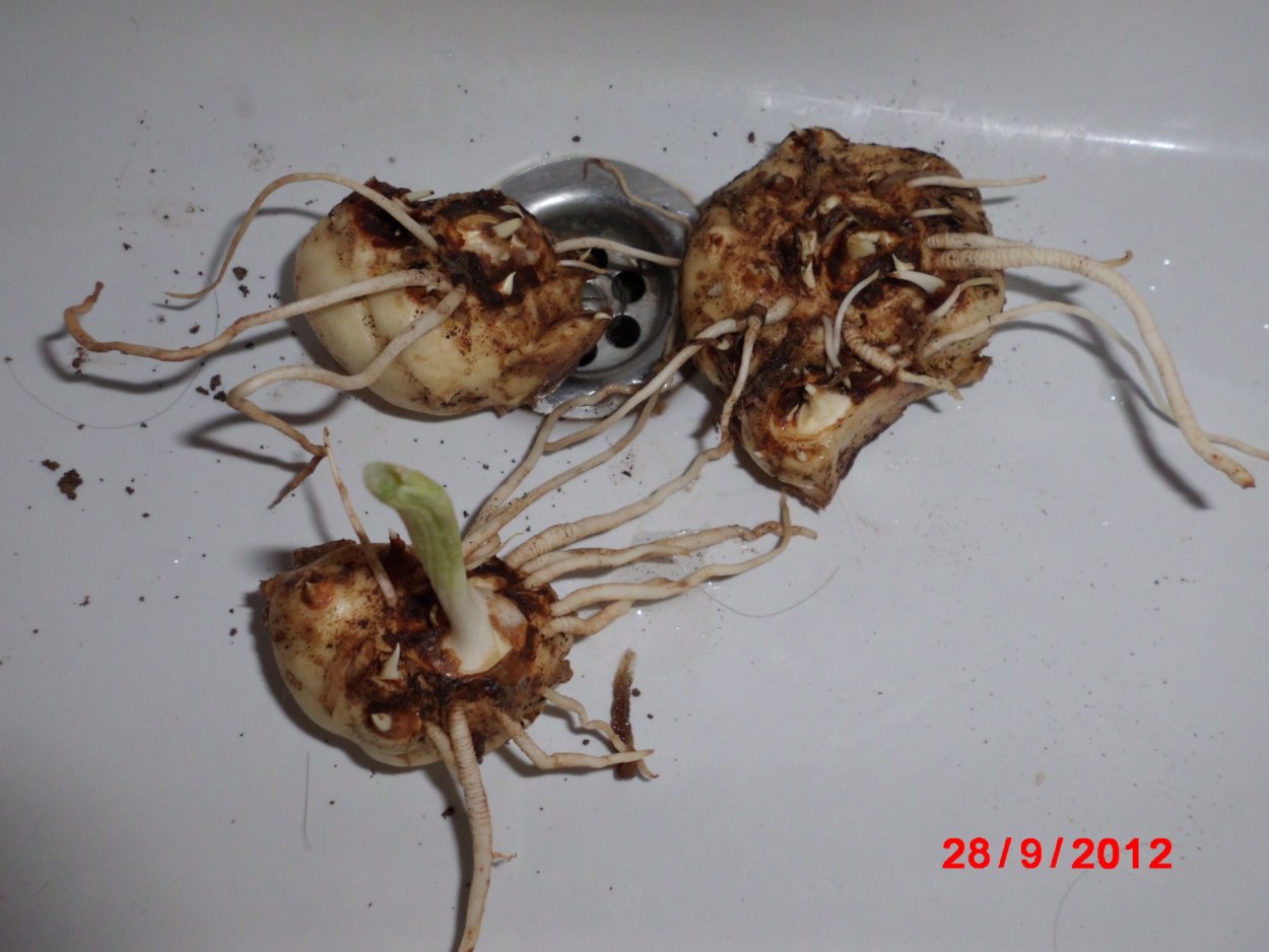 Кокедама фаленопсис