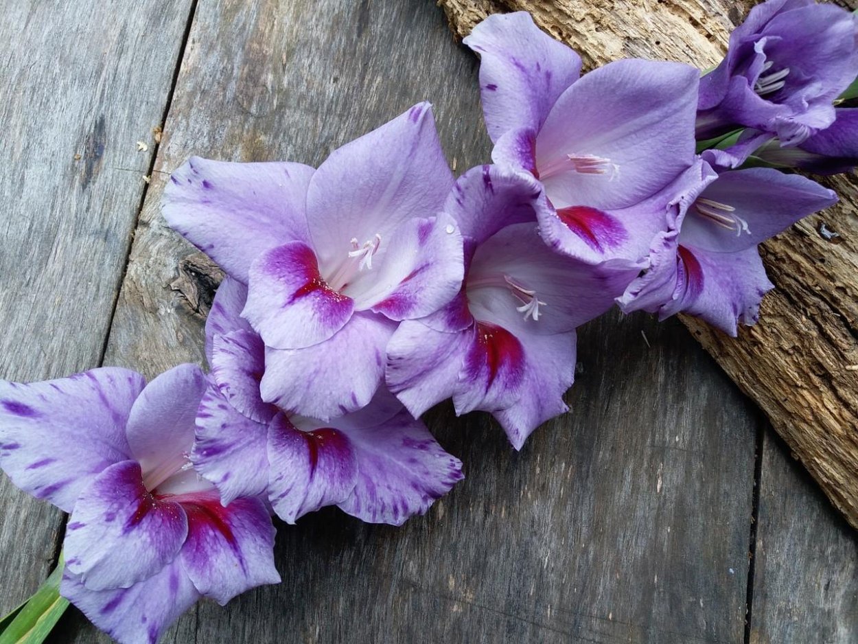 Луковица лилии гиппеаструм