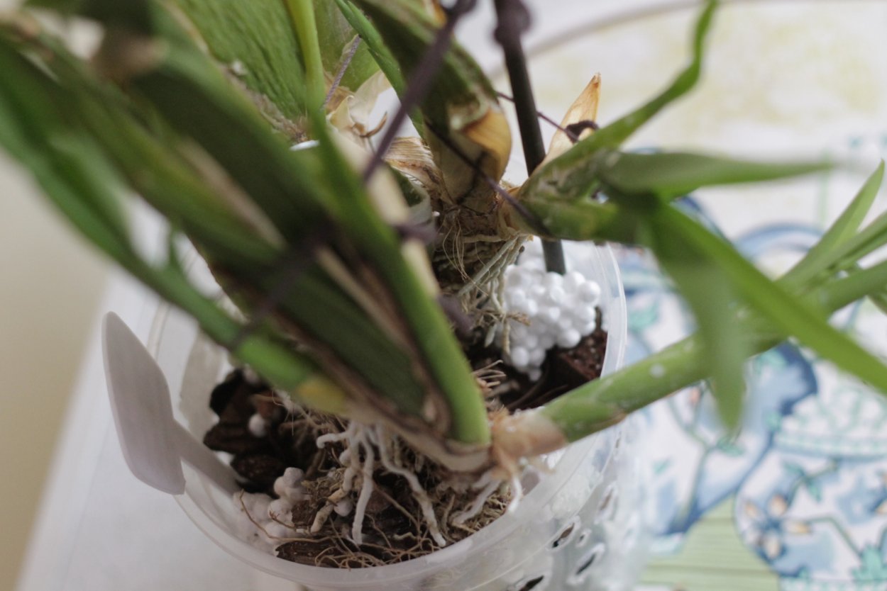 Орхидея Акварелька