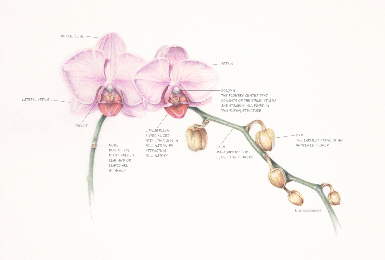 Гладиолус Пассос