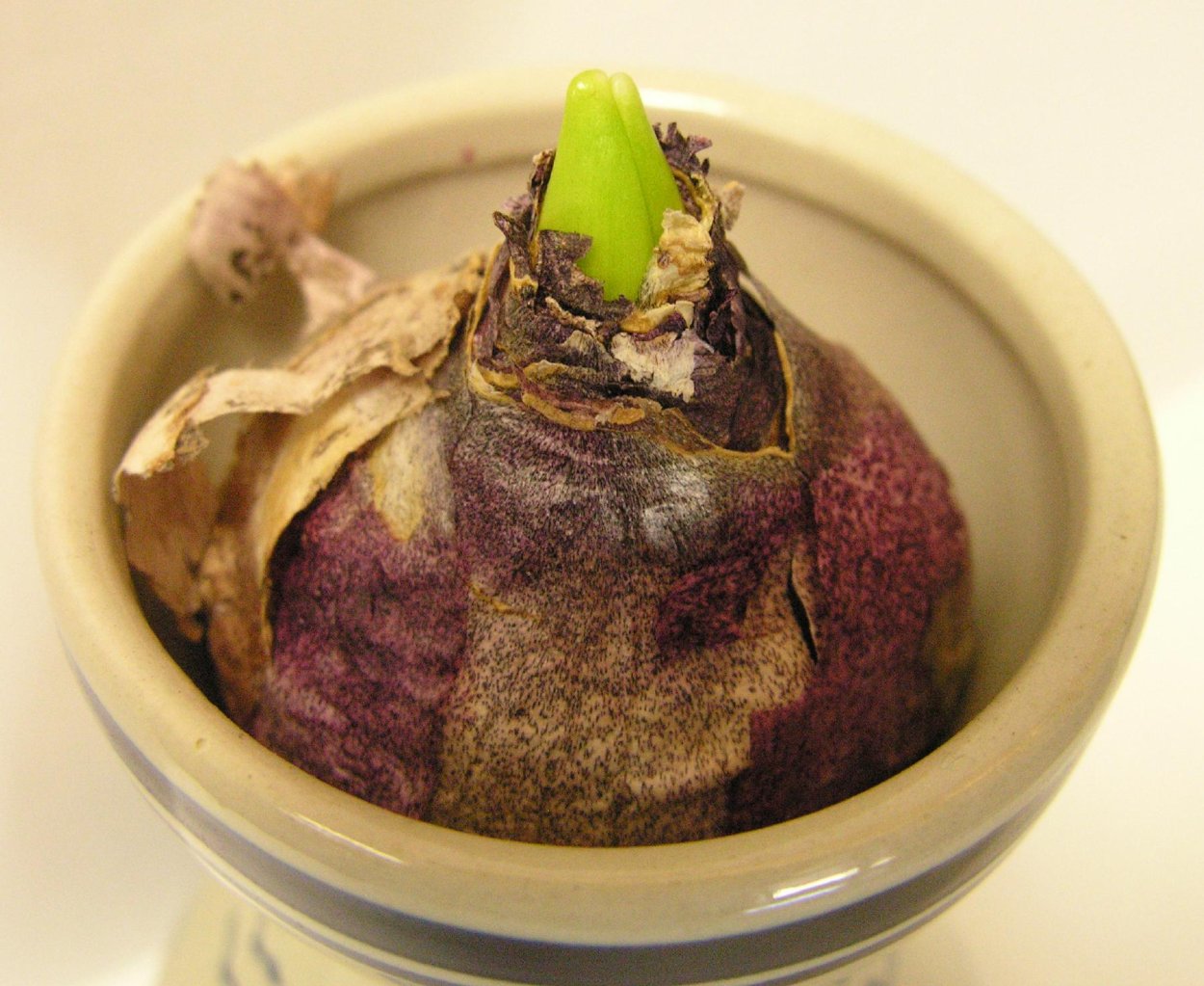 Орхидея фаленопсис суккулент