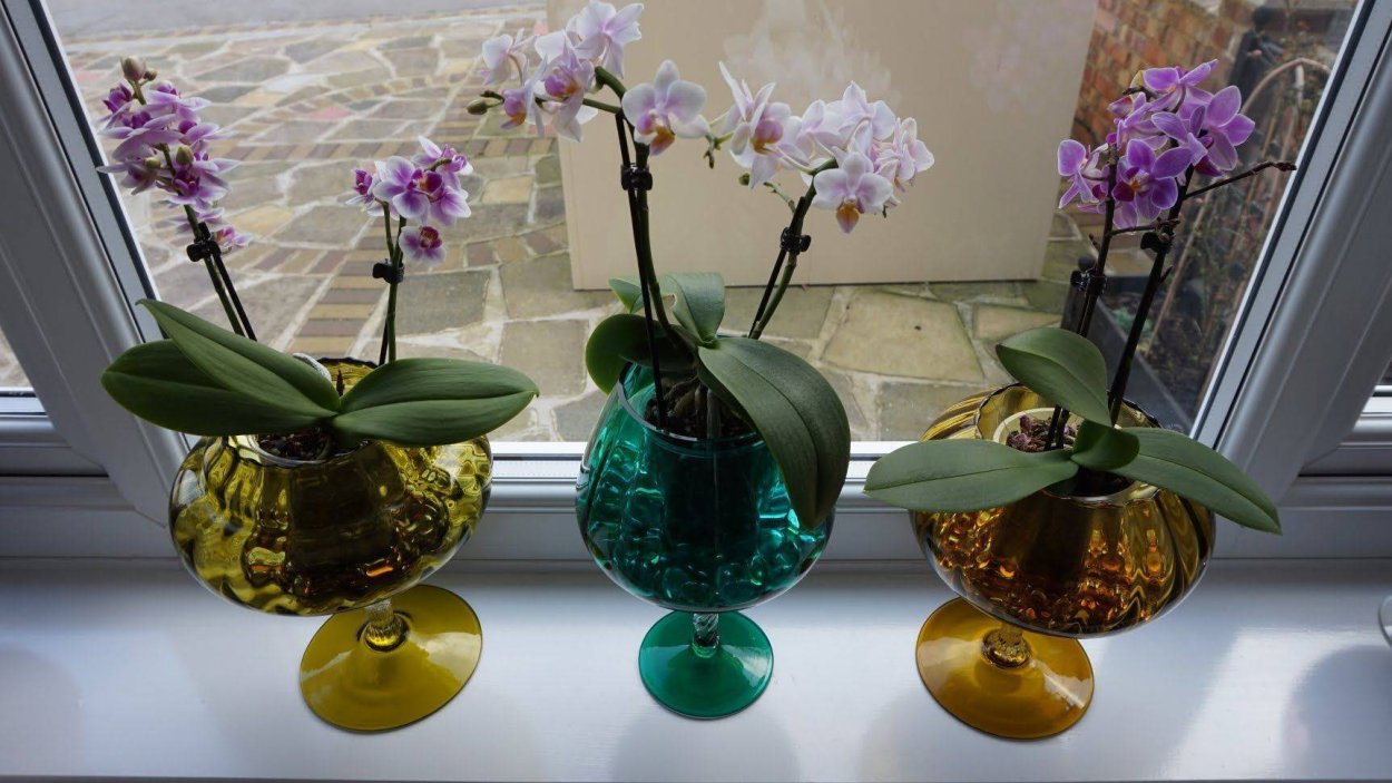 Фаленопсис в банке