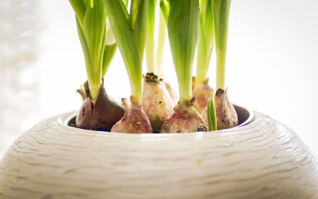 Орхидея цветок контур