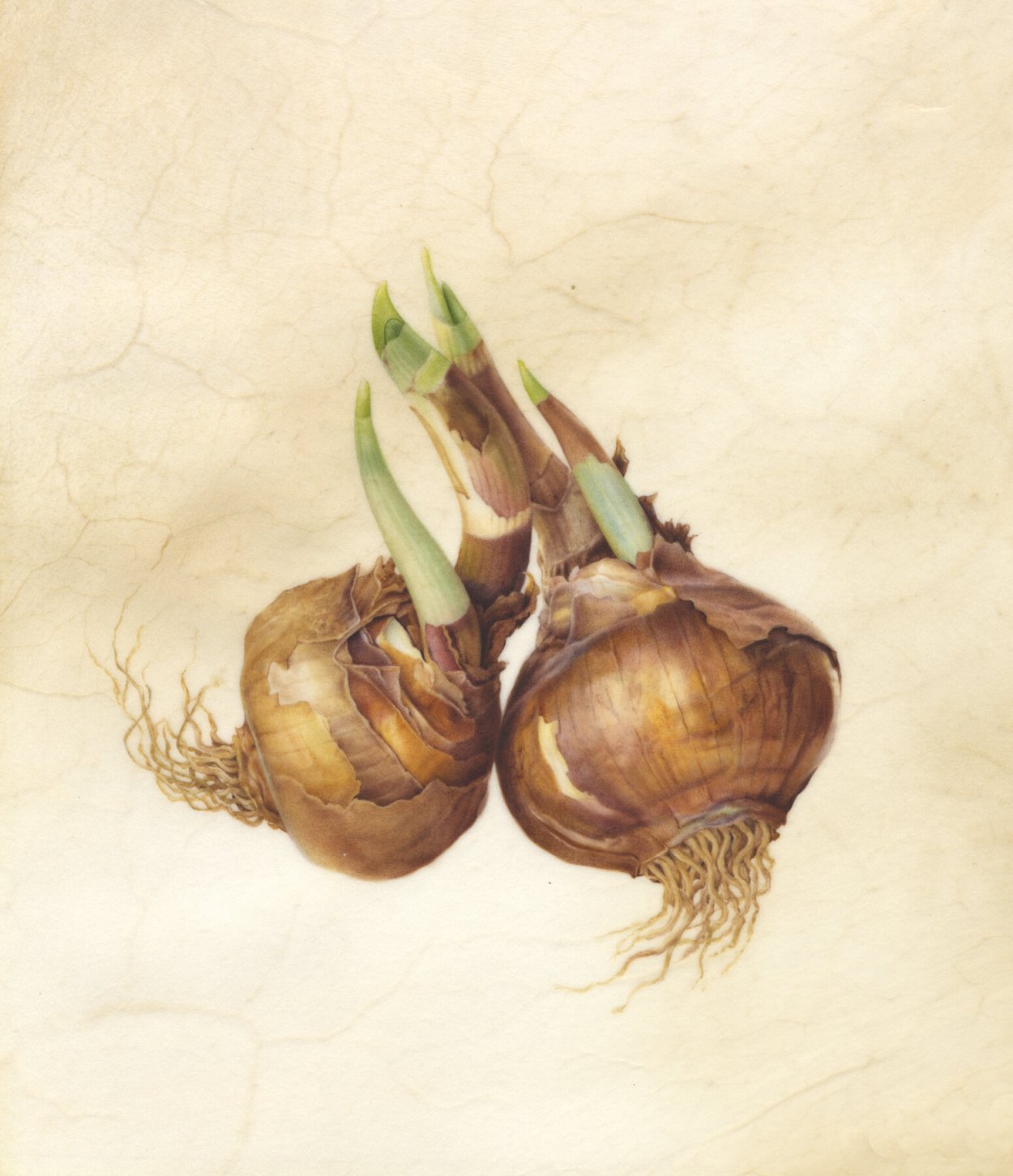 Орхидея в подарок