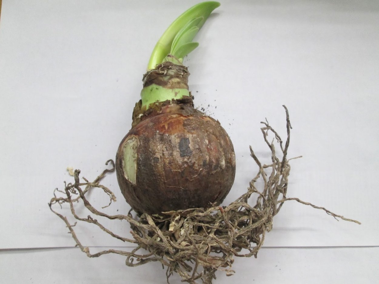 ЗАКУКЛИВАНИЕ Корешков орхидеи