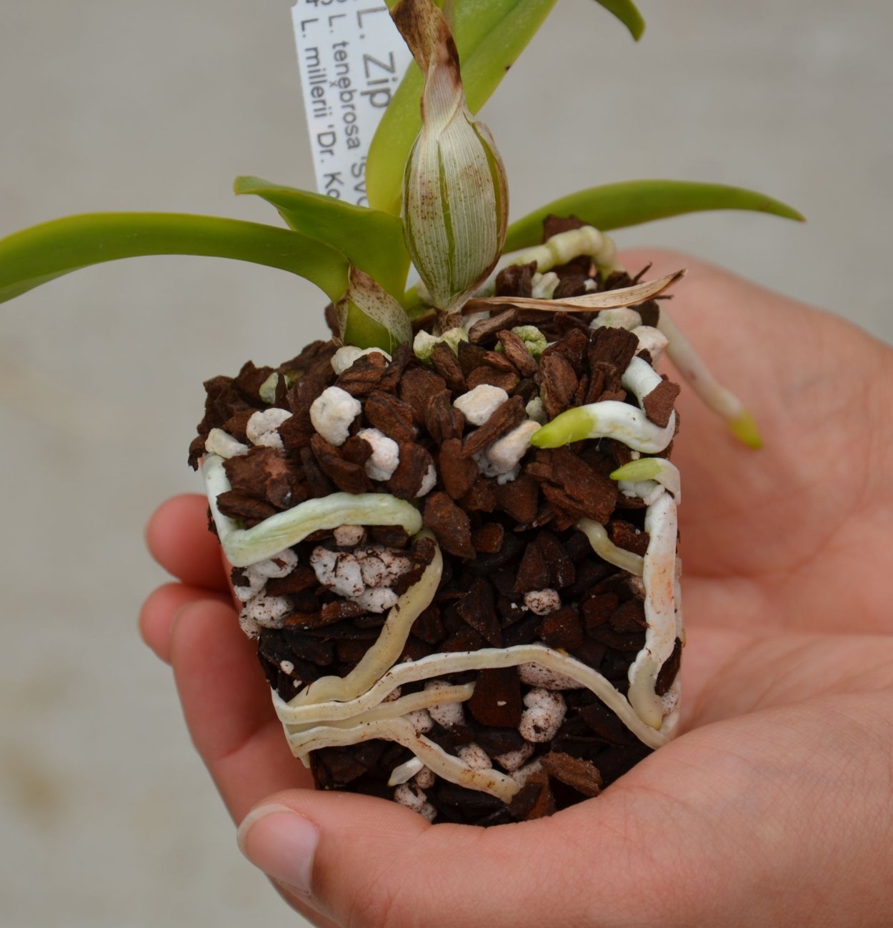 Орхидея фаленопсис корни