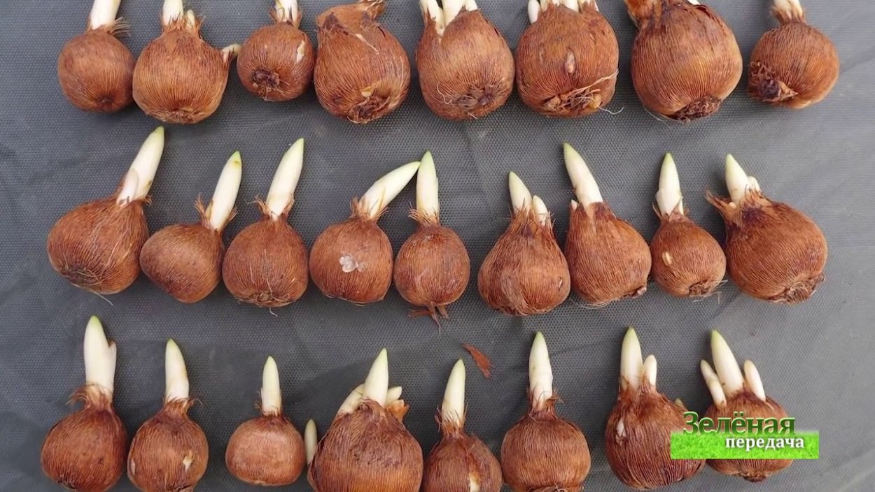 Рутарий с орхидеями