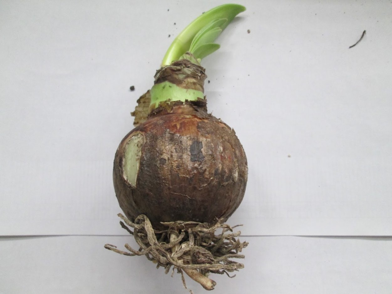 Чеснок ботаника