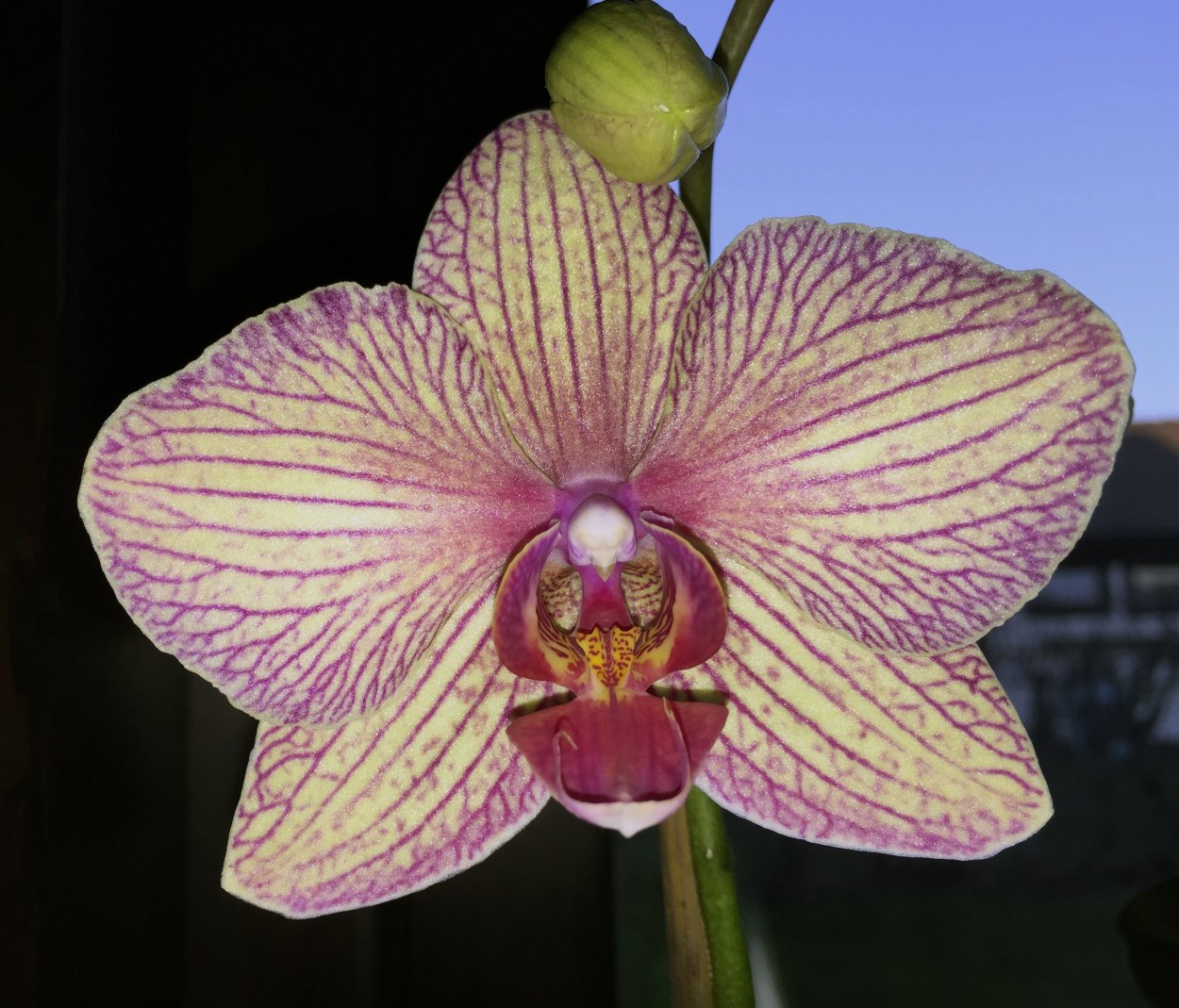 Орхидея Phalaenopsis полосатик