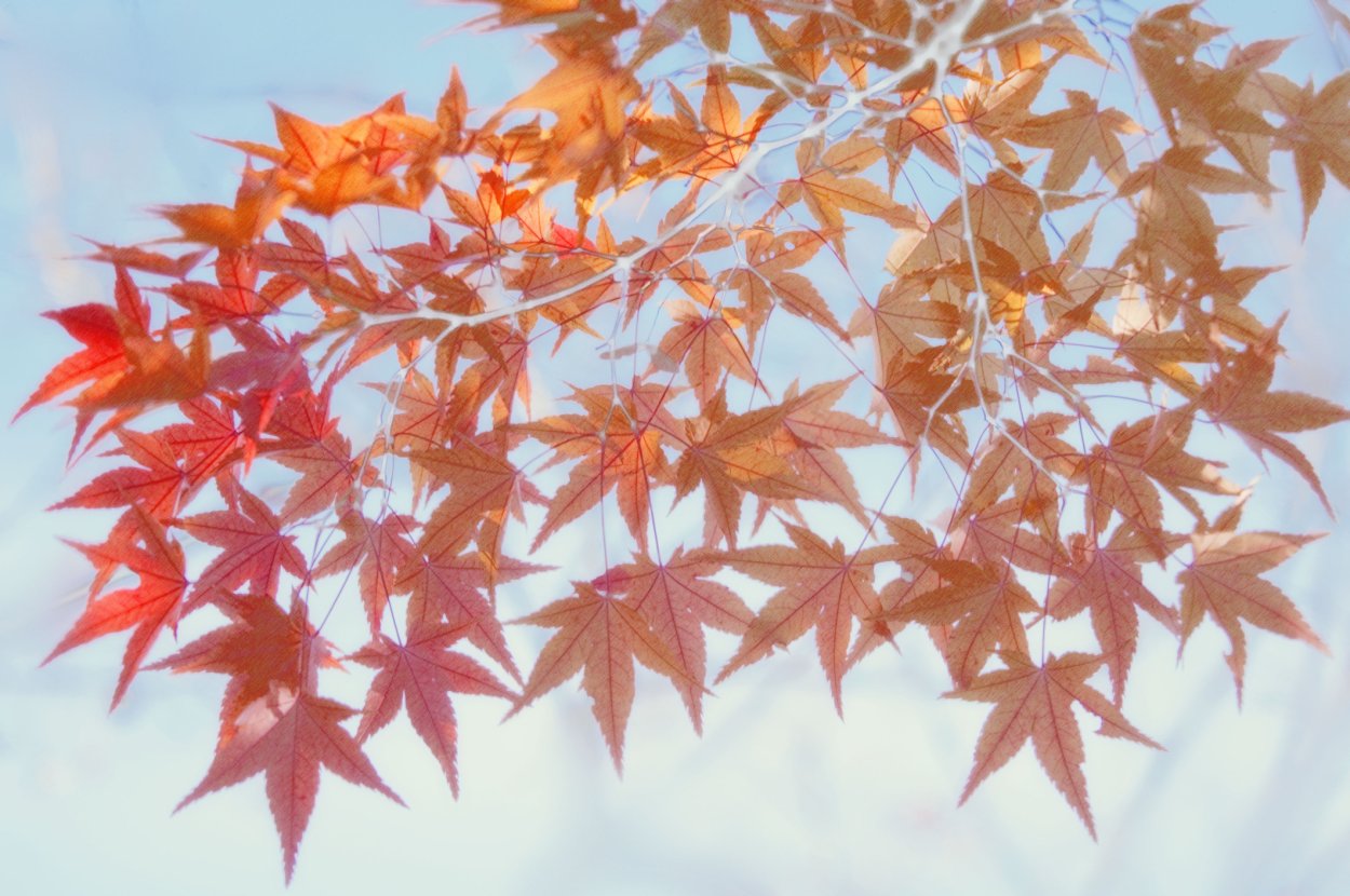 Клен Acer palmatum Atropurpureum